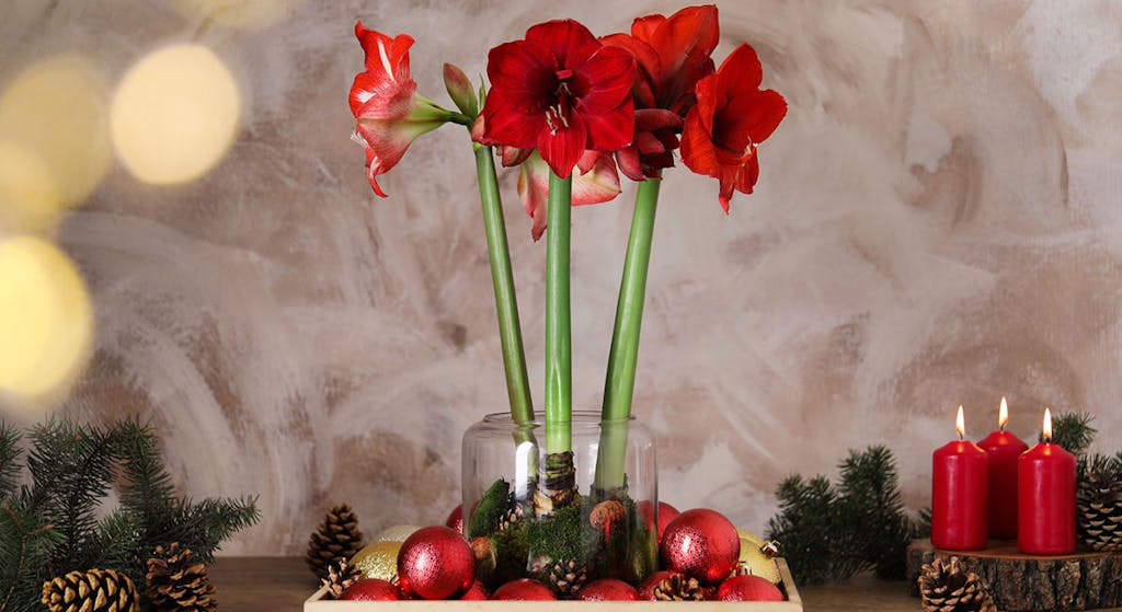 Svibler og amaryllis