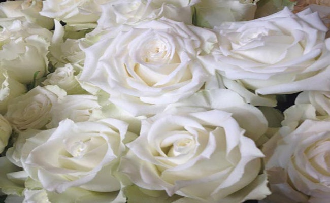 En stor bukett med hvite roser i vinterhvitt