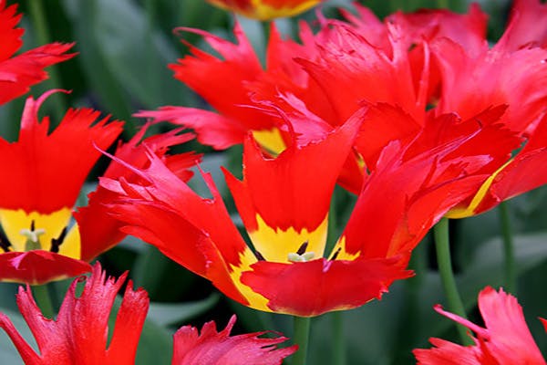Tulipaner til fredagsbukett