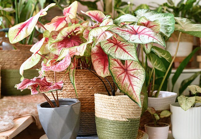Plante med rosa blader