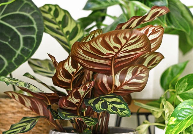 Rød plante