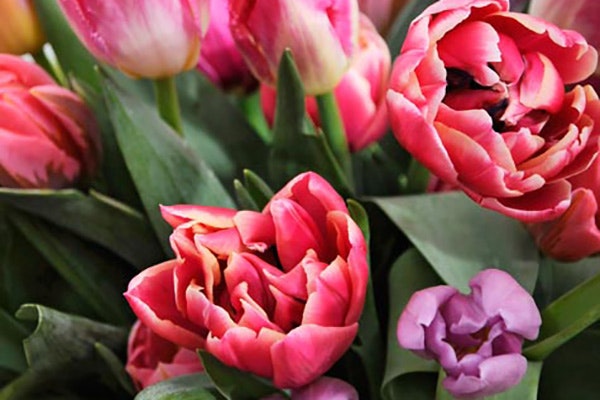 Det finnes mange tusen forskjellige sorter tulipaner.