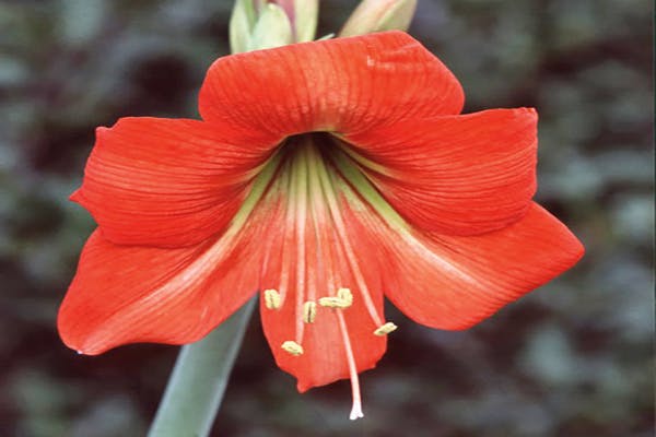 Amaryllis er vinterens blomstrende underverk