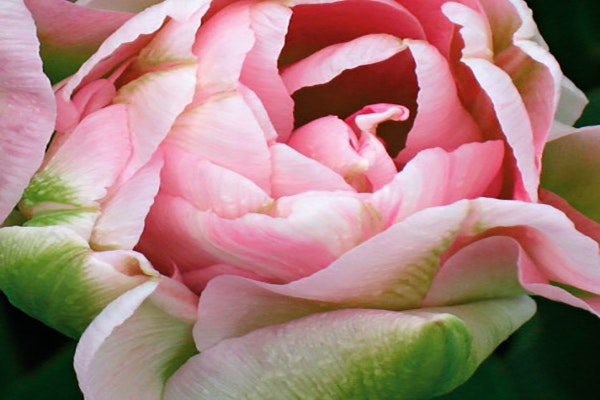 Angelique er en nydelig og romantisk tulipan.