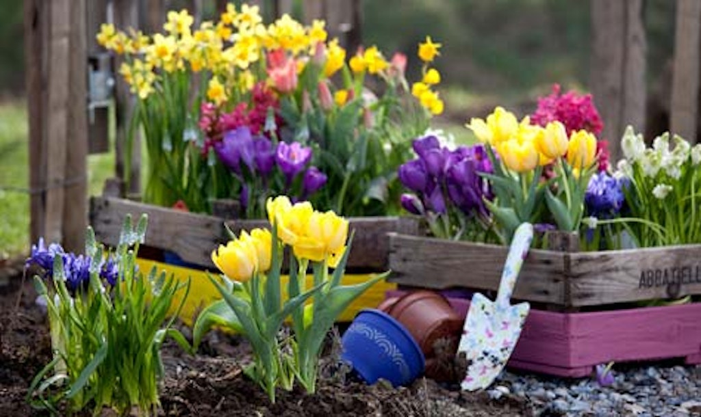 Du kan sikre vårens blomsterprakt ved å sette ned løker nå i høst.