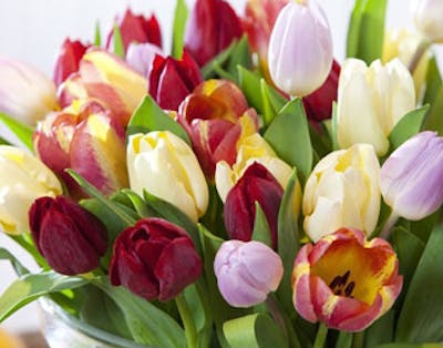 Tulipaner får lengre holdbarhet ved riktig stell