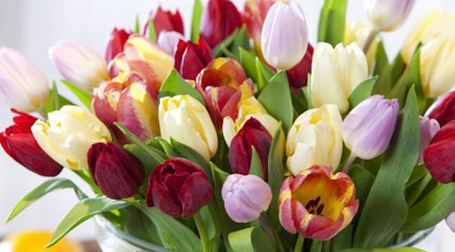 Tulipaner får lengre holdbarhet ved riktig stell