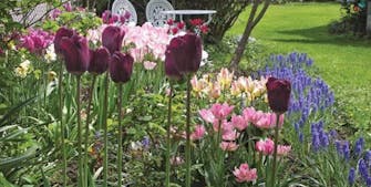 Tulipaner og roser i vårhagen