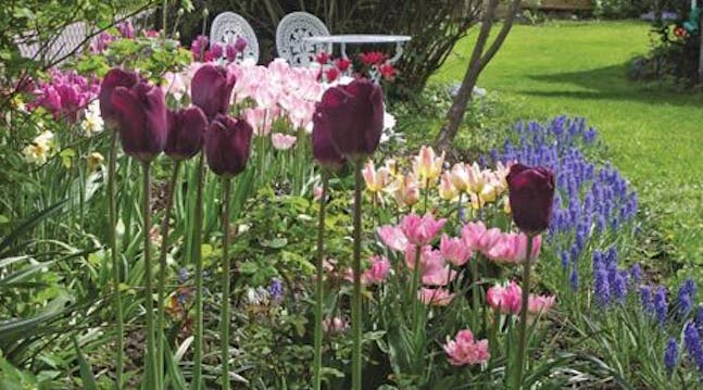 Tulipaner og roser i vårhagen