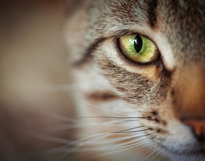 12 ting du ikke vet om katter