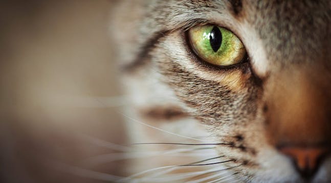 12 ting du ikke vet om katter