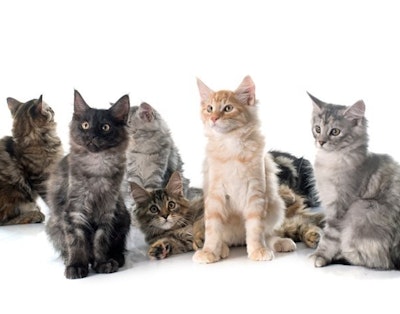 Det finnes hundrevis av forskjellige katteraser i verden.