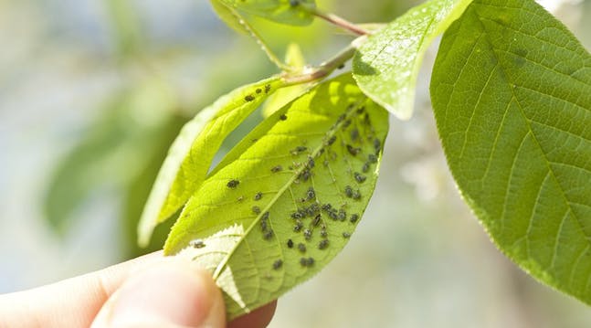 Bladlus er små insekter som kan gjøre stor skade.