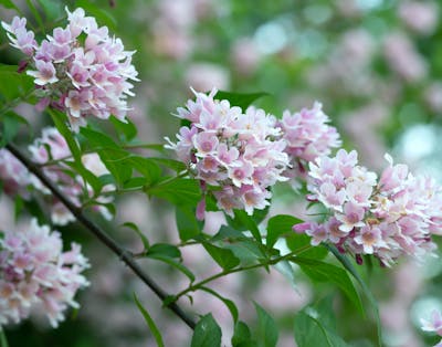Blomstrende busker er en fryd for øyet med sine store vekster fylt med blomster i forskjellige farger.