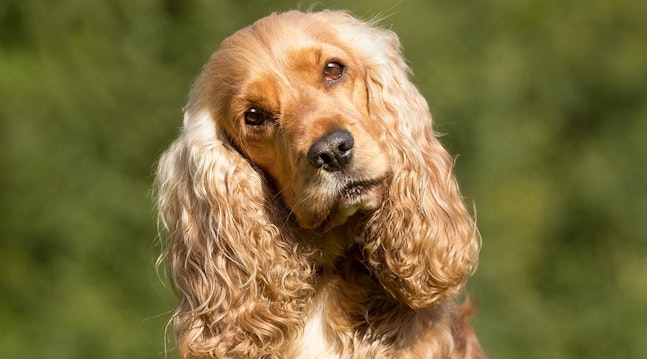 En cocker spaniel er en liten hund i stort format, som passer fint inn i mange sammenhenger.