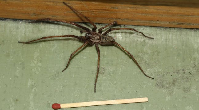 Dette er Norges største edderkopp