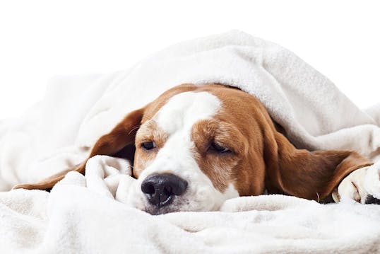Hundesykdommer | 10 alle hundeeiere bør vite | Vi i Villa