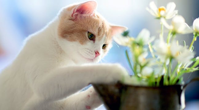 katt med blomster