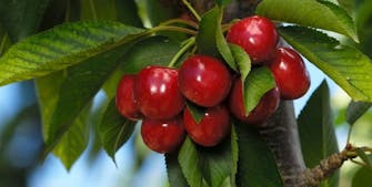 Kirsebærtreet er et populært frukttre i mange norske hager av flere grunner.