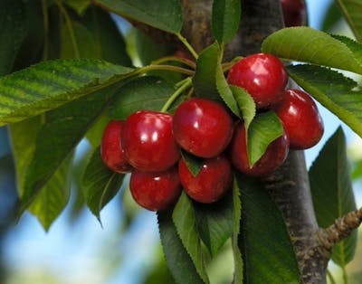 Kirsebærtreet er et populært frukttre i mange norske hager av flere grunner.