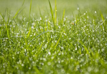 Kan man klippe gresset når det er vått?