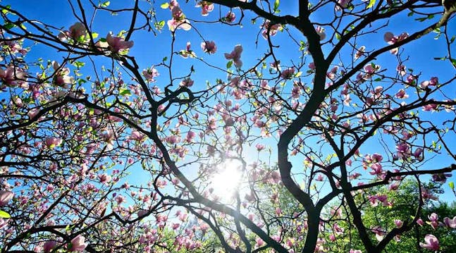 Magnoliatre er kjent for sine vakre og hvite blomster, og får et blikkfang uansett hvor den står i hagen.