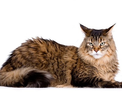 10 fakta om den majestetiske tamkatterasen Maine Coon