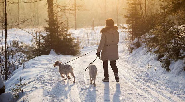 Norges 10 mest populære hunderaser