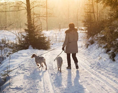Norges 10 mest populære hunderaser