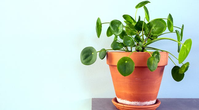 Pilea-planten har blitt en populær stueplante, og spesielt på Instagram har den finurlige planten fått mye oppmerksomhet de siste årene.