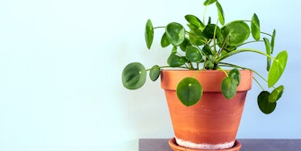 Pilea-planten har blitt en populær stueplante, og spesielt på Instagram har den finurlige planten fått mye oppmerksomhet de siste årene.