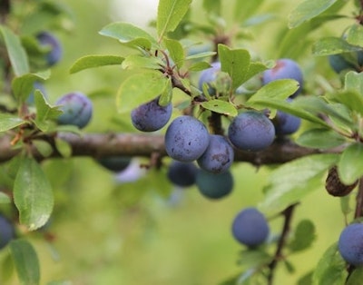 Plommetre - Det vakre høsttreet med deilige frukter