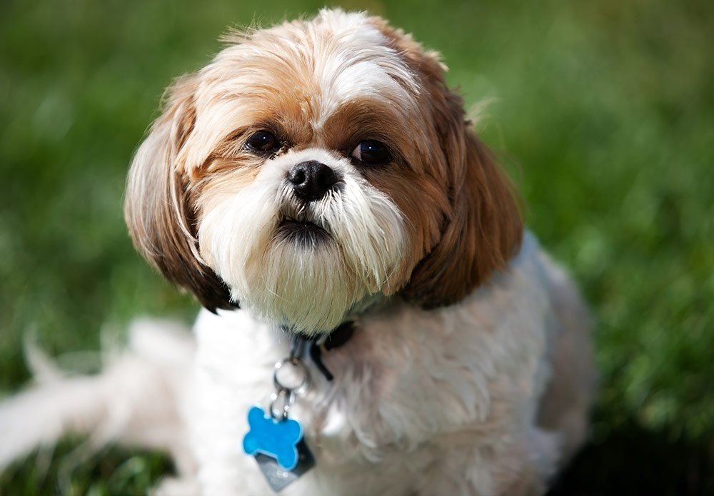 Articulation forbruger hjælp 10 ting du bør vite om familiehunden shih tzu - viivilla.no