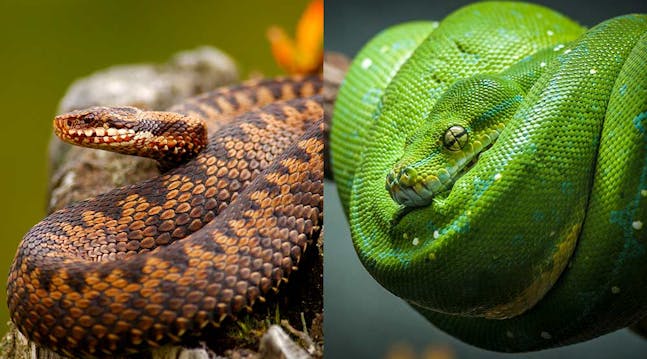 De artene vi regner som norske slanger er hoggorm, buorm og slettsnok,  og alle disse lever vilt ute i naturen.