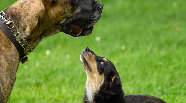 Hundeår - Hunder modner tidligere enn mennesker