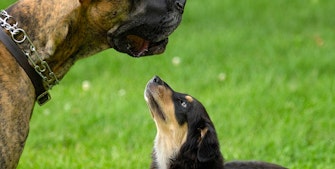 Hundeår - Hunder modner tidligere enn mennesker