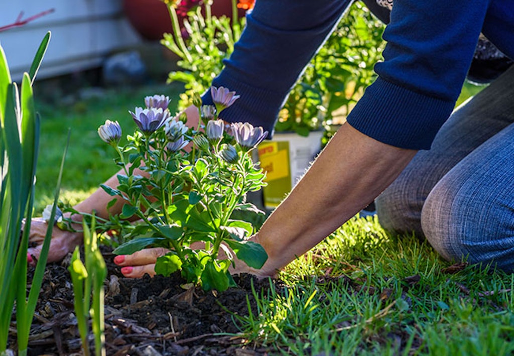 Planter blomst i blomsterbed