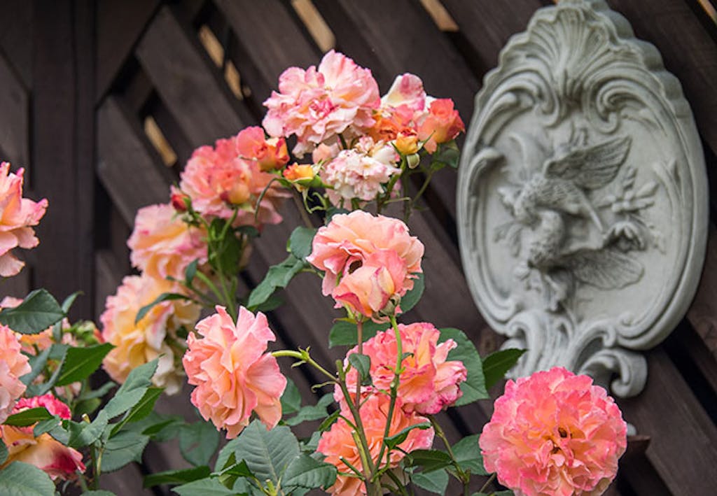 Alchymist klatrerose som blomstrer