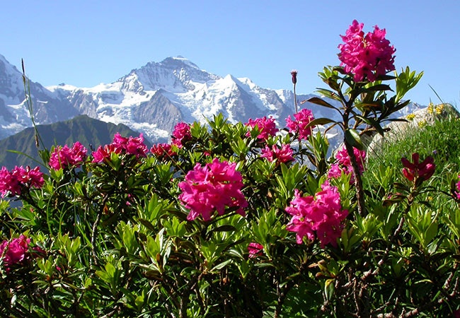 Alperose i fjellene