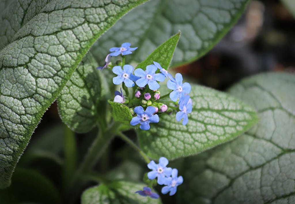 en blomst som ligner på forglemmegei (forglemmegeisøster)
