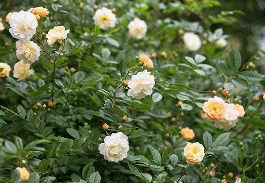 Ghislaine de feligonde klatrerose som blomstrer