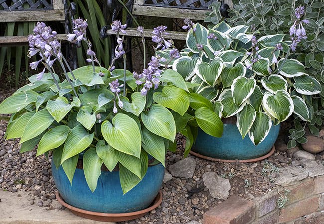 Flotte bladliljer plantet i potter i hagen