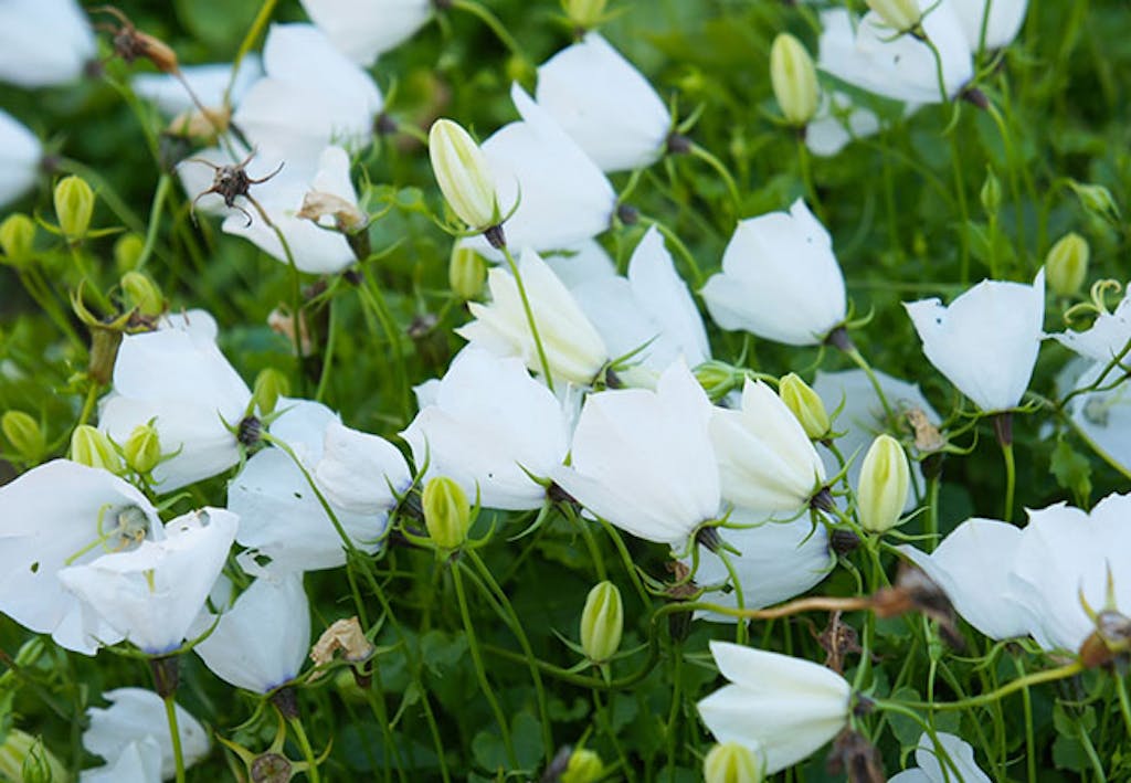 hvit klokkeblomst som blomstrer