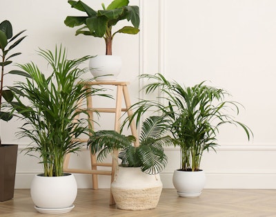 Disse plantene vil alle ha