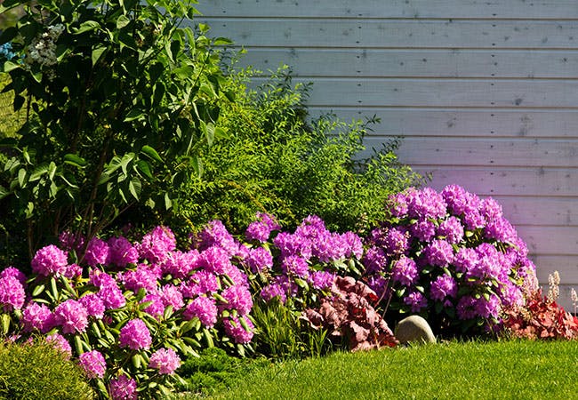 Et blomsterbed med rhododendroner