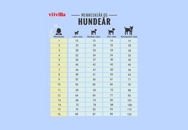 Menneskeår og hundeår i en tabell - hundeår kalkulator 