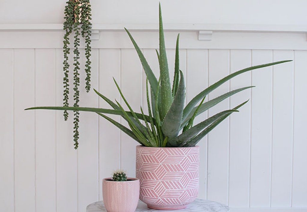 Aloe Vera planten er perfekt på soverommet, grønne planter