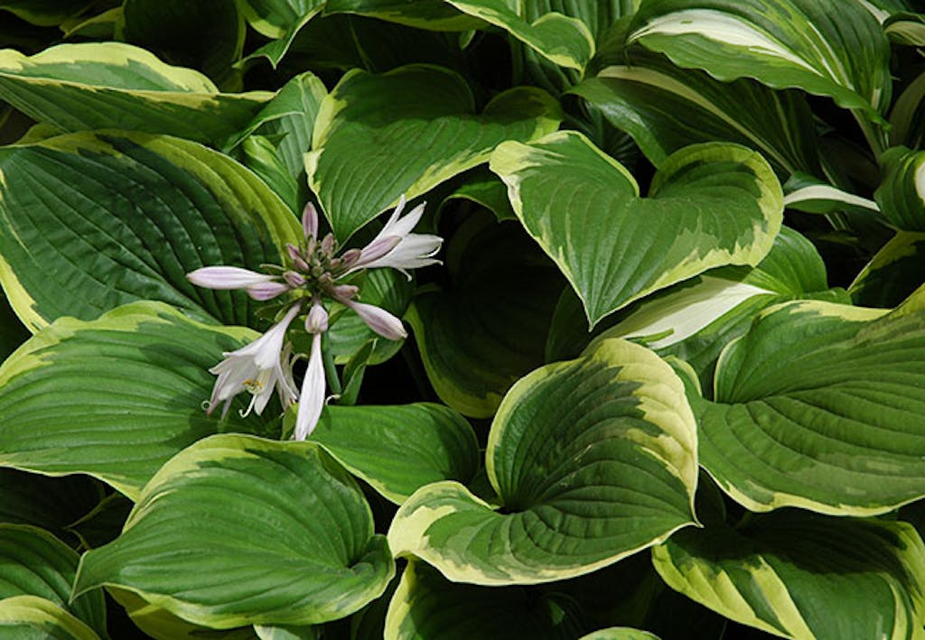 Hosta, bladlilje, er en hardfør plante, trives i skyggen