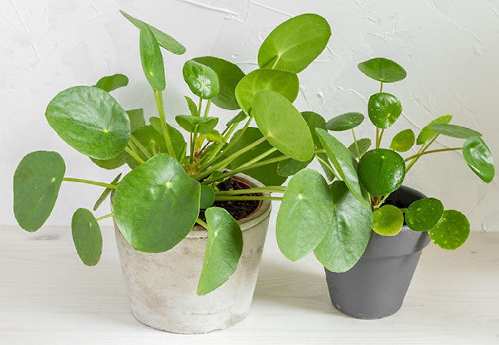 Elefantøre er en fin grønn plante, grønne planter