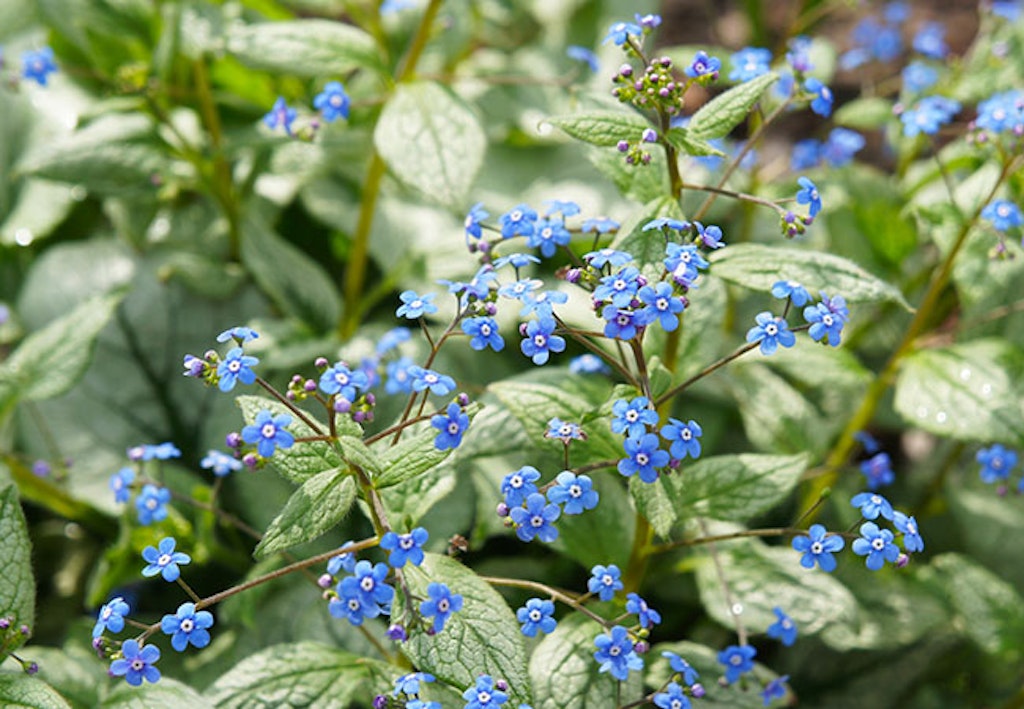 Forglemmegeisøster med himmelblå blomster, skyggeplante